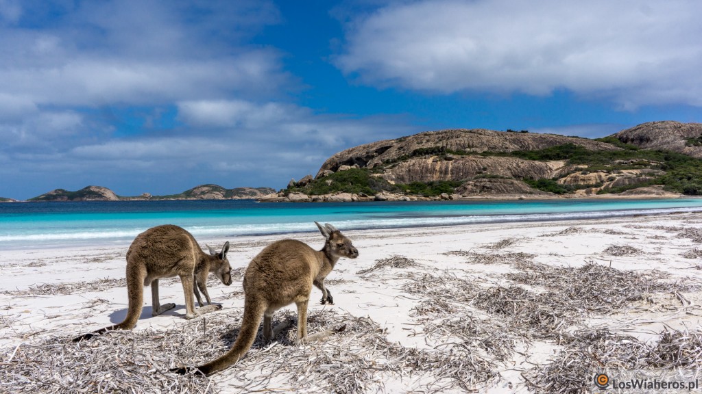 Walabies w Lucky Bay, Australia Zachodnia